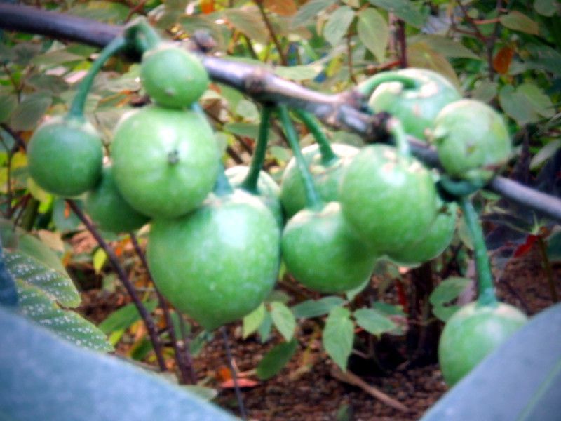 �L���j����