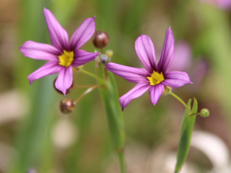 �j���[�L�V���E