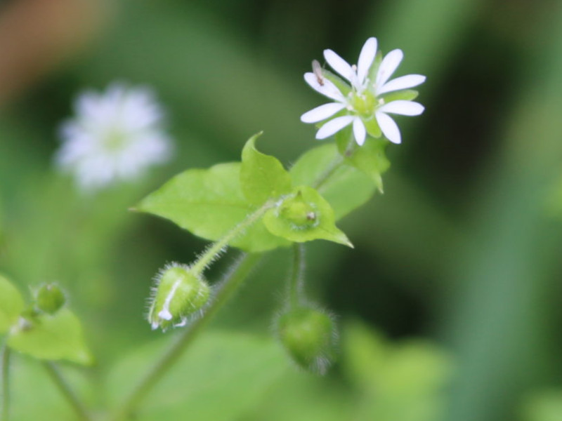 �E�V�n�R�x�i�����~�A�w���FStellaria aquatica�j