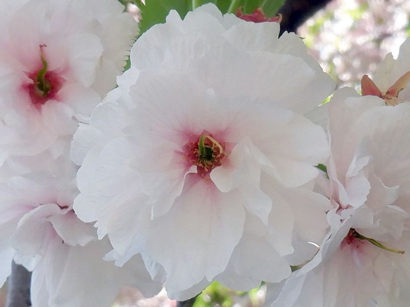 �C�`���E