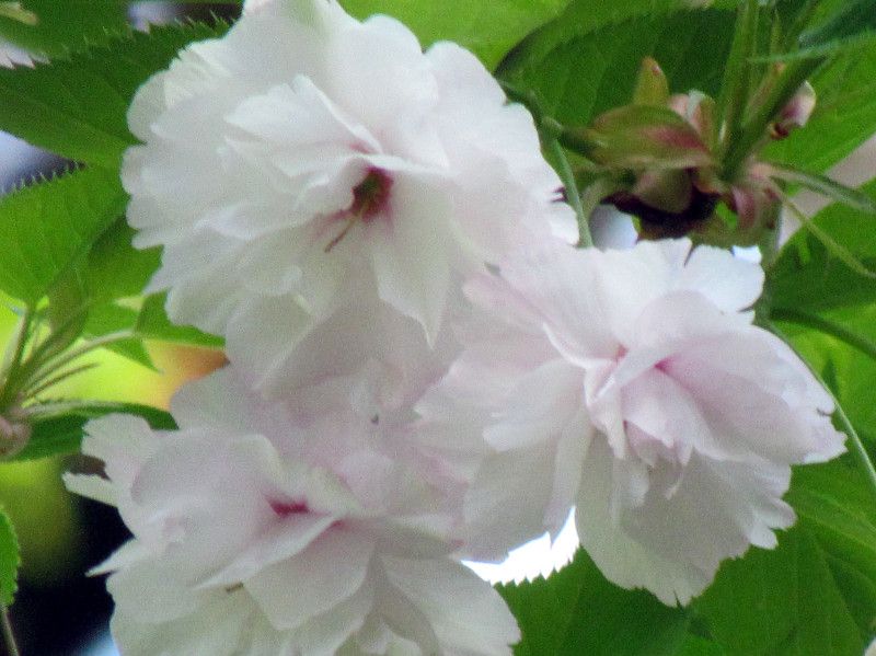 �C�`���E