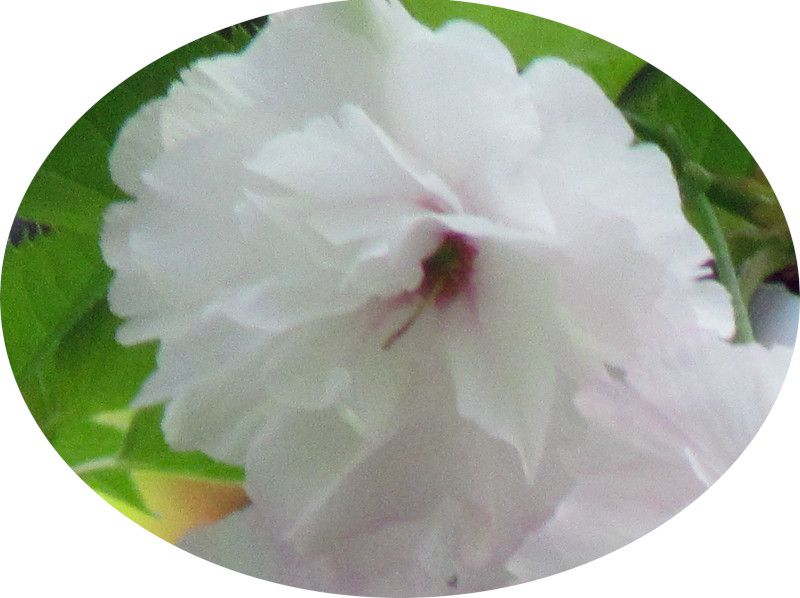 �C�`���E
