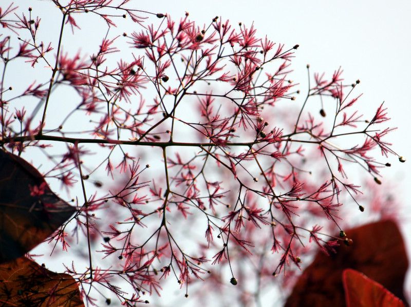 �X���[�N�c���[�ismoke tree�j