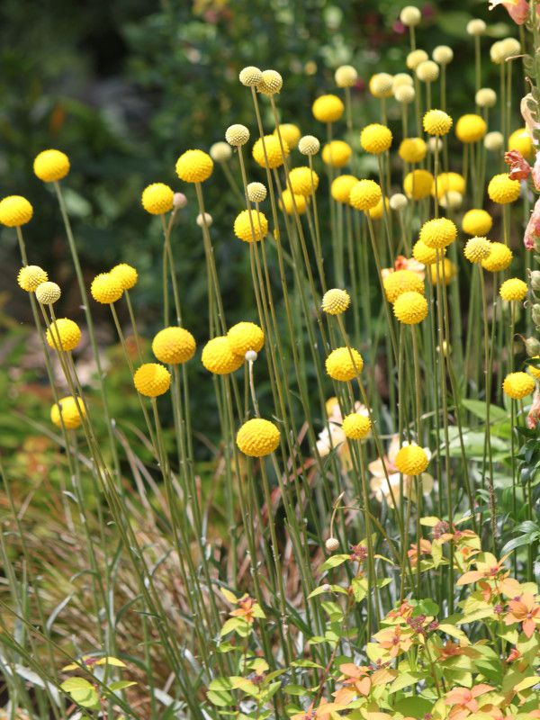 �N���X�y�f�B�A �O���{�[�T�iCraspedia globosa�j