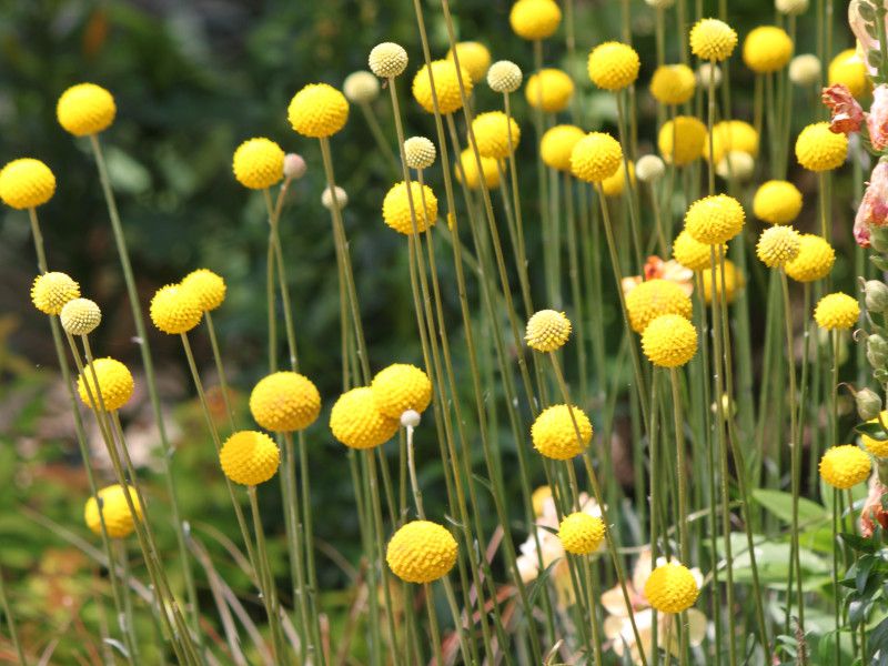 �N���X�y�f�B�A �O���{�[�T�iCraspedia globosa�j