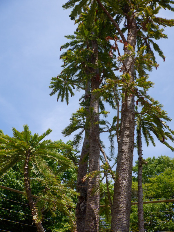 �W�����V�b�N�E�c���[(Jurassic Tree)