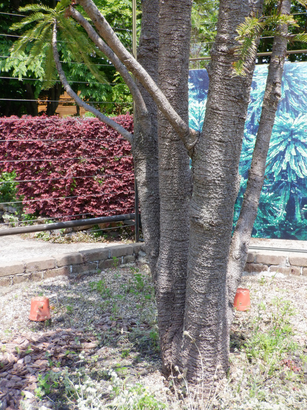 �W�����V�b�N�E�c���[(Jurassic Tree)