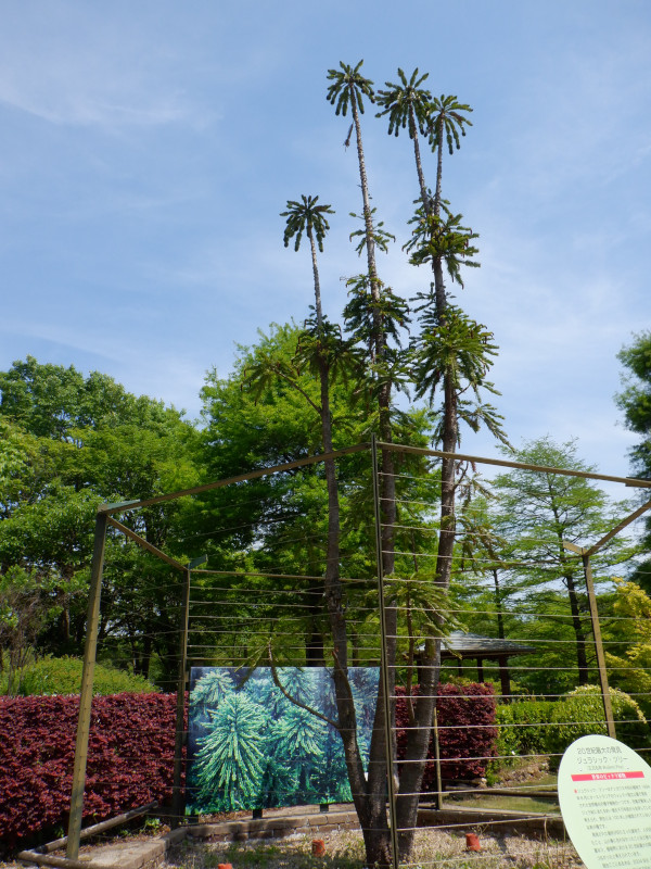 �W�����V�b�N �c���[�ijurassic Tree�j