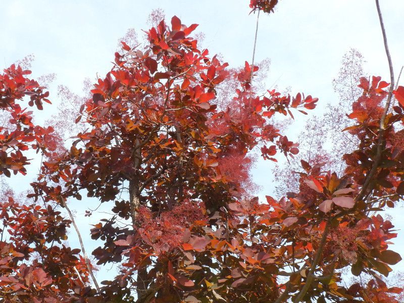 �X���[�N�c���[�ismoke tree�j