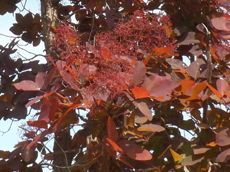 �X���[�N�c���[�ismoke tree�j