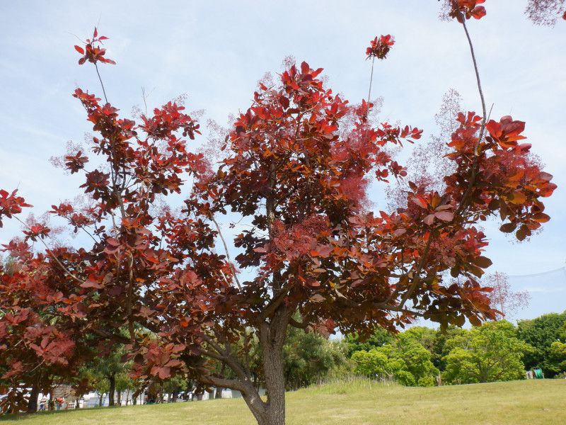 �X���[�N�c���[�ismoke tree�j