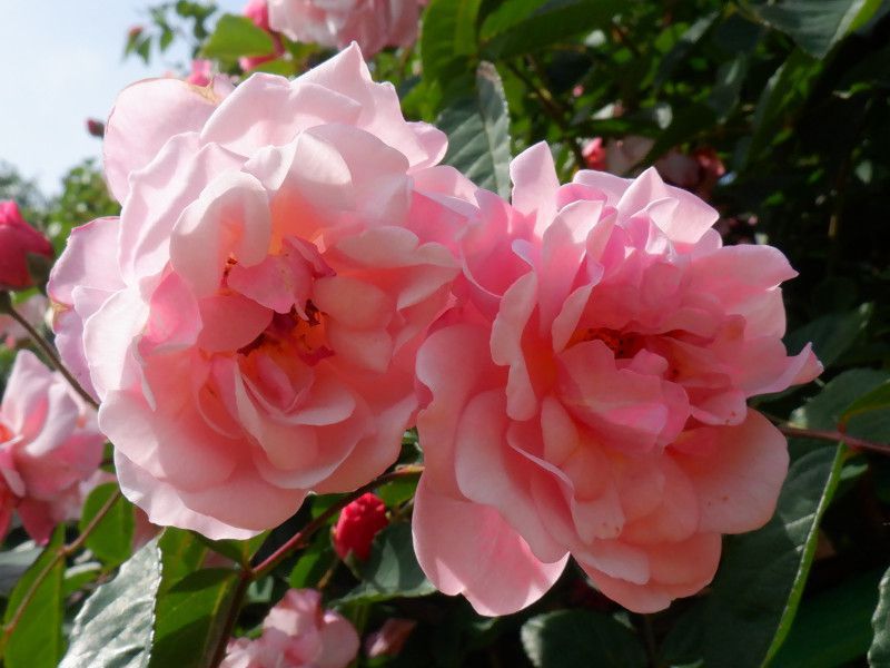 �K�N�R�[�l���A�icornelia�j