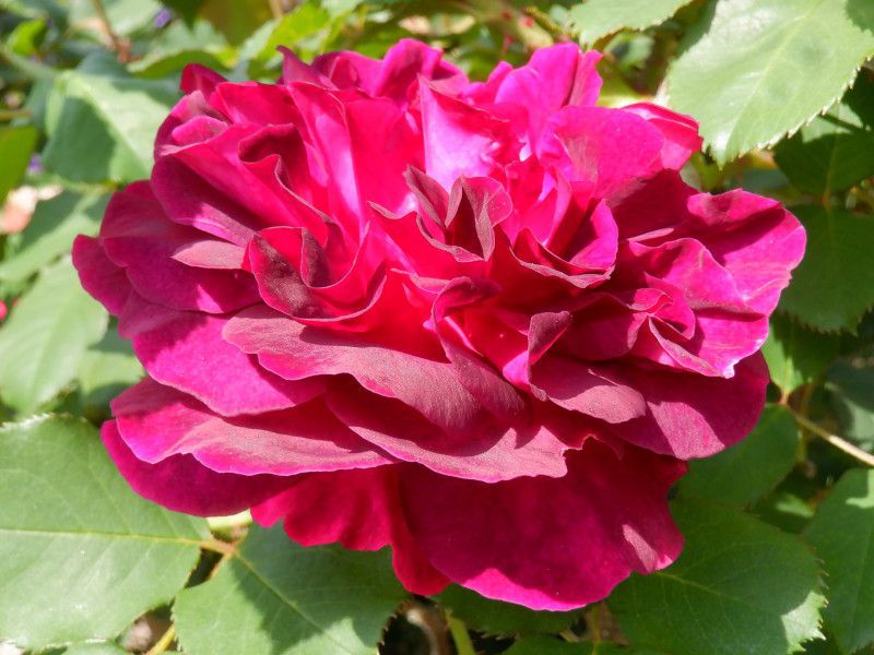 �����X�e�b�h�E�E�b�h�iMunstead Wood�j