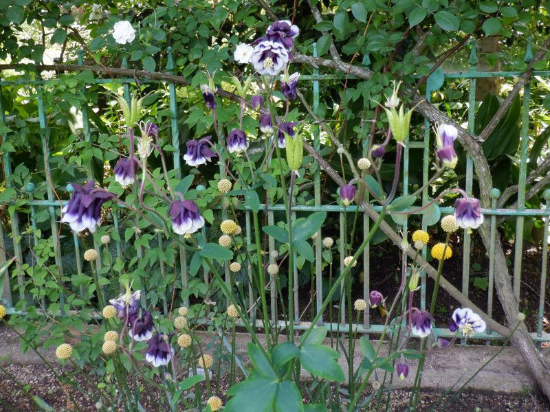 Aquilegia vulgaris Blackberry(�u���b�N�x���[)