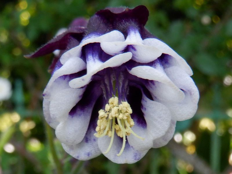 Aquilegia vulgaris Blackberry(�u���b�N�x���[)