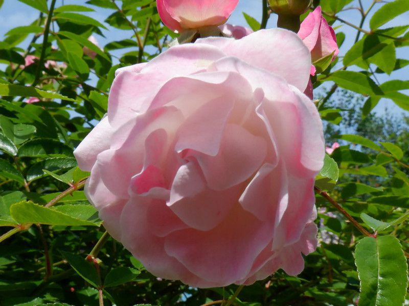 �s���N�}�U�[�Y�f�[�iPink Mothersday�j