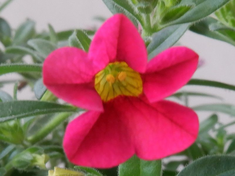 �J���u���R�A���~���I���x���i�w���FCalibrachoa x hybrida'