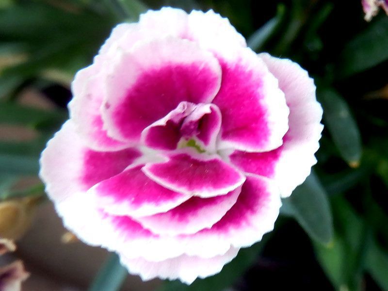 �Ȃł��� �~�[�e�i�w���FDianthus Miite�j