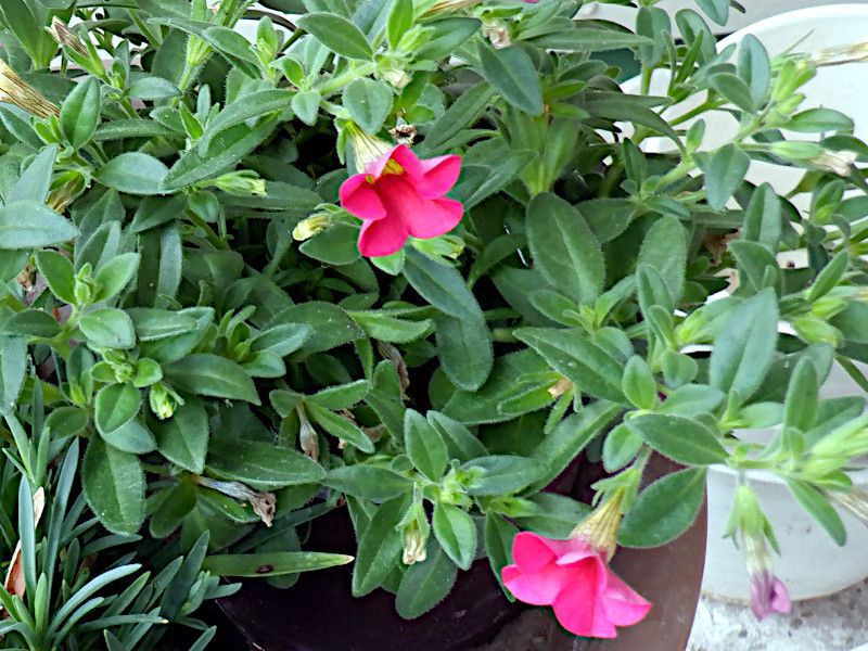 �J���u���R�A���~���I���x���i�w���FCalibrachoa x hybrida'