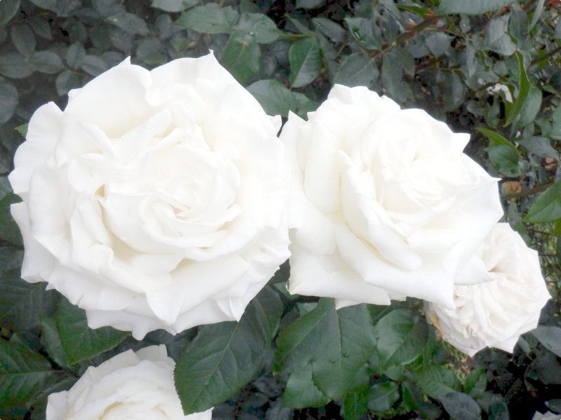 �o�� 'vive-la-mariee'