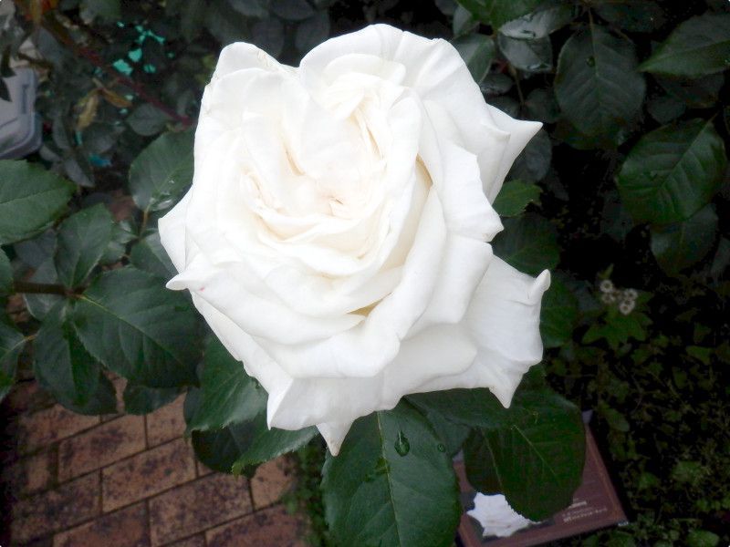 �o�� 'vive-la-mariee'