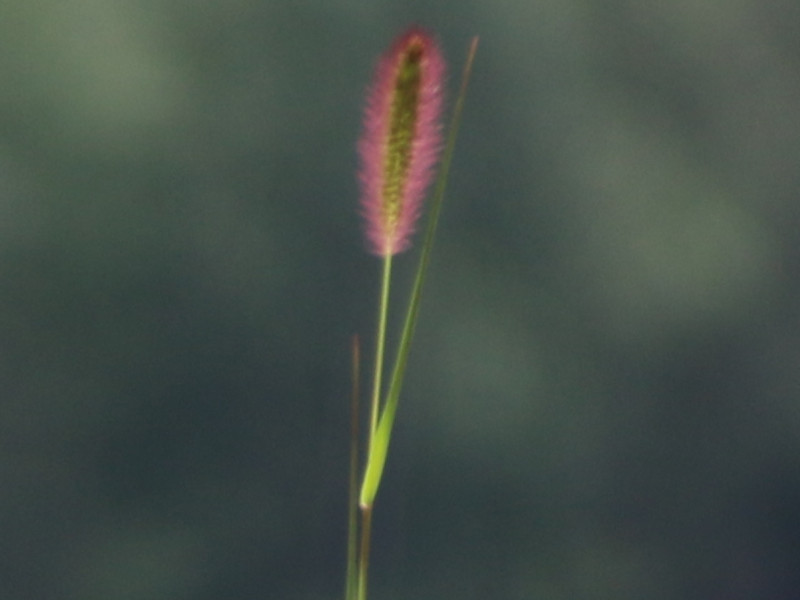 �����T�L�G�m�R���O�T�i�������두�A�w���F Setaria viridis form. misera