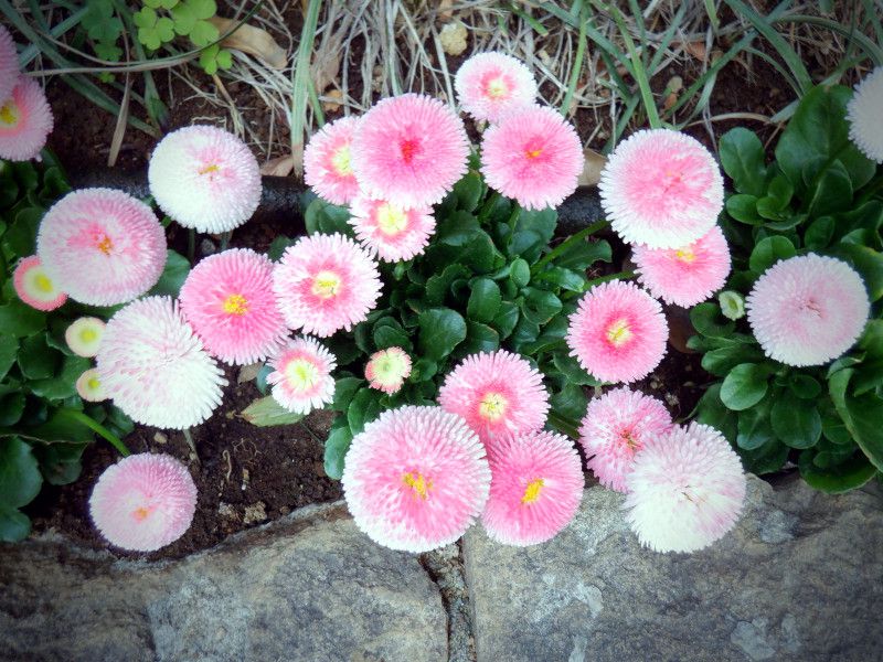 �f�[�W�[(Daisy)