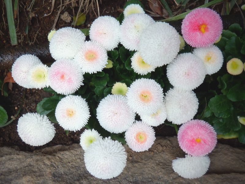 �f�[�W�[(Daisy)