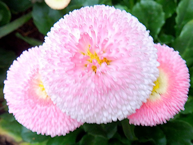 �f�[�W�[(Daisy)