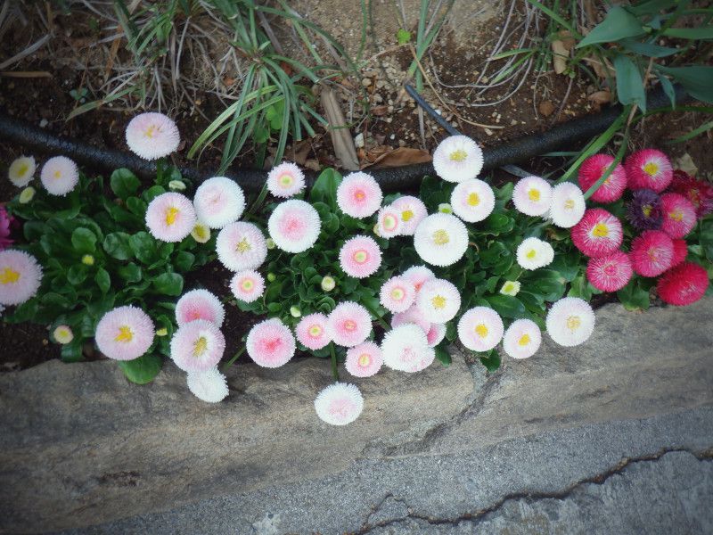 �f�[�W�[(Daisy)