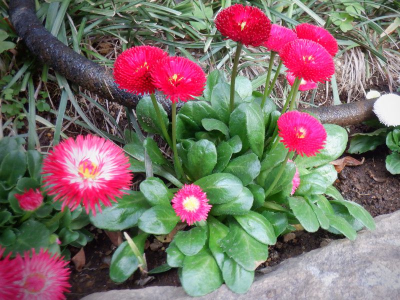 �f�[�W�[(Daisy)