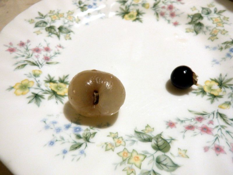 �����E�K���i����A����ADimocarpus longan�j