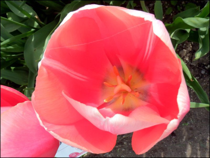�����g��(menton)
