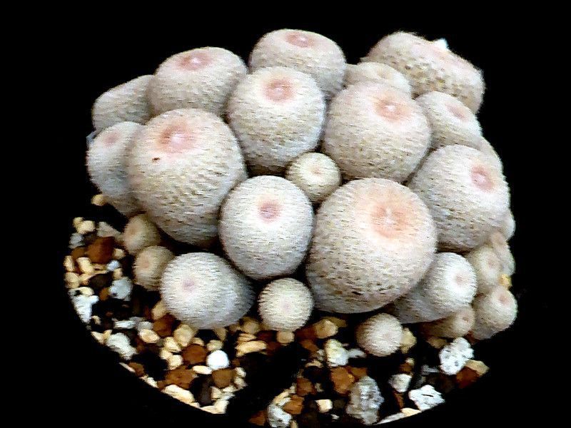 �G�s�e�����T �����E�iepiterantha gessekai�j