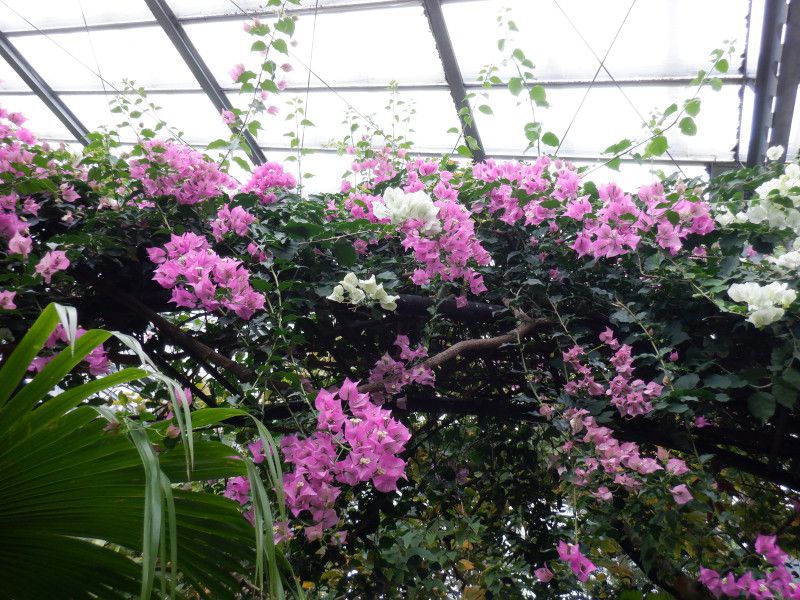 bougainvillea