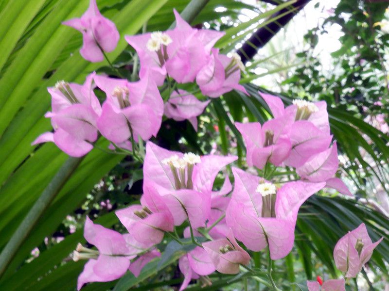 bougainvillea