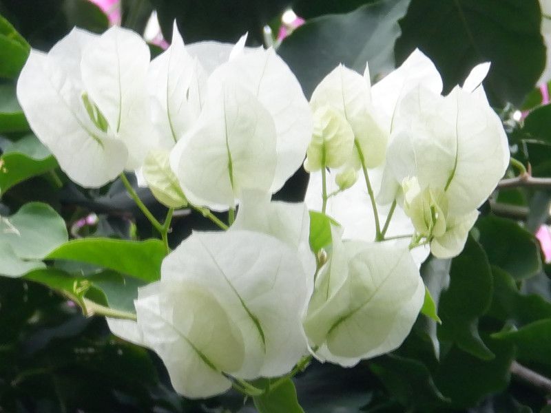 bougainvillea