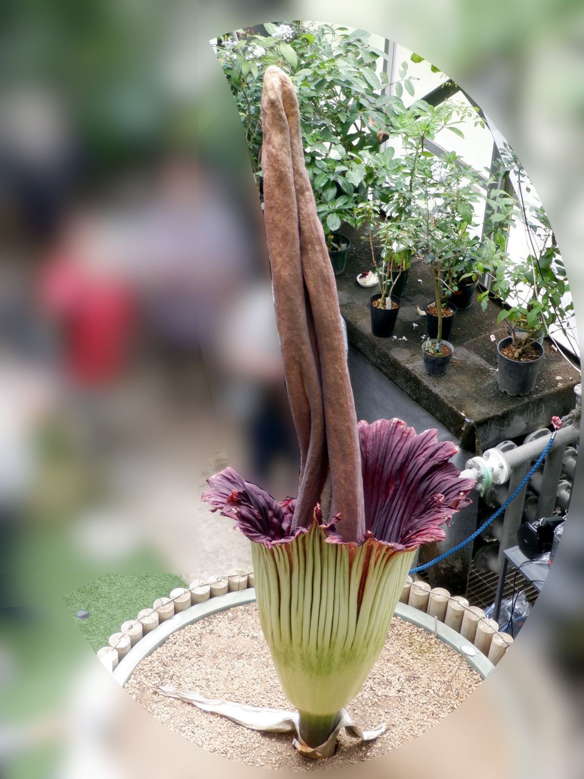 �C�������