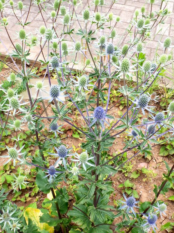 �G�����W���[���iEryngium�j