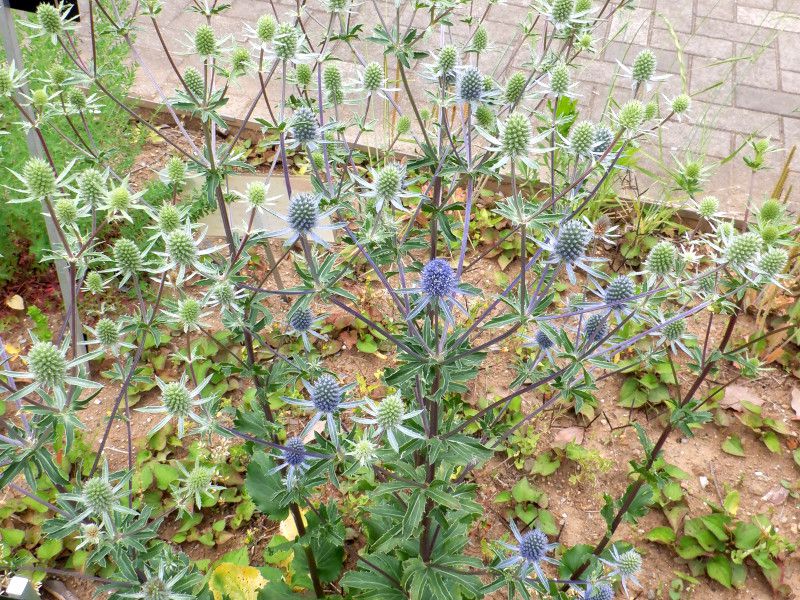 �G�����W���[���iEryngium�j