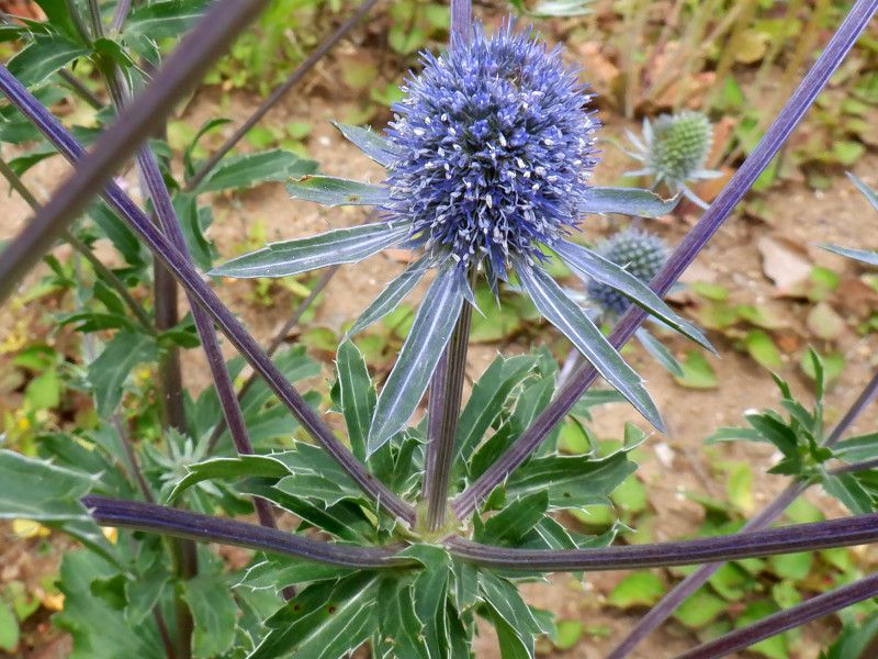 �G�����W���[���iEryngium�j