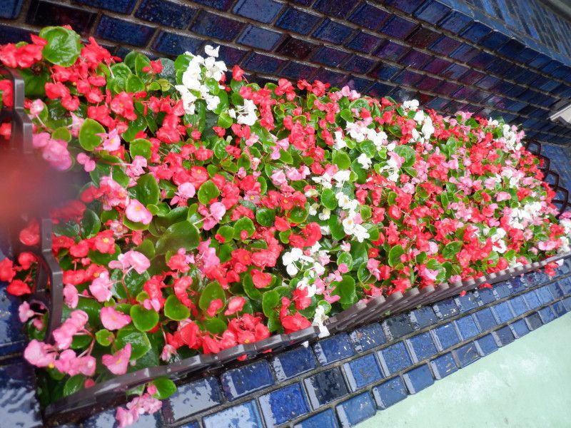 �x�S�j�A�E�Z���p�t���[�����X�iBegonia Semperflorens�j