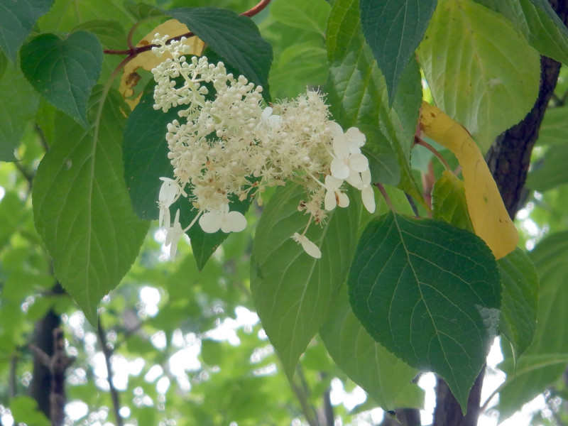 �m���E�c�M