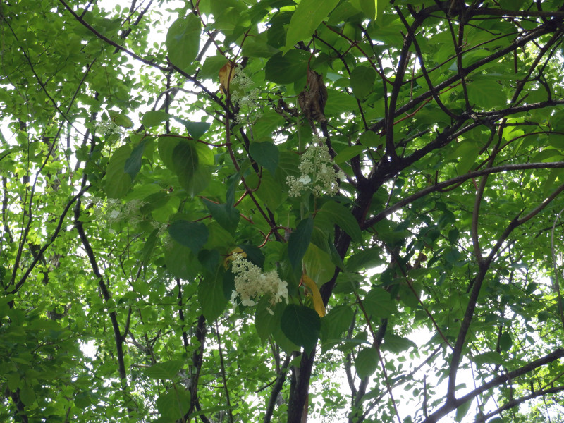 �m���E�c�M