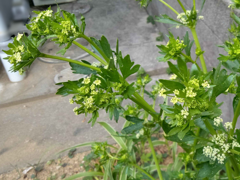 �Z����(celery)