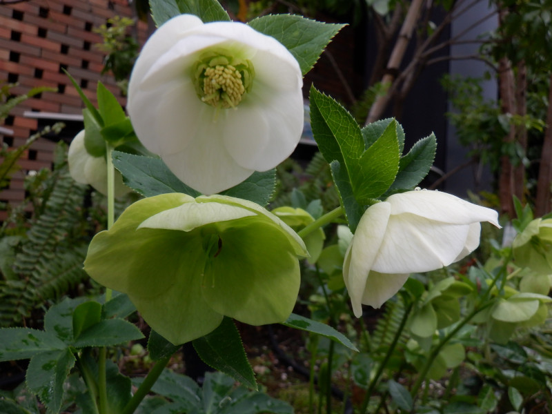 �����e�����[�Y(Lenten rose)