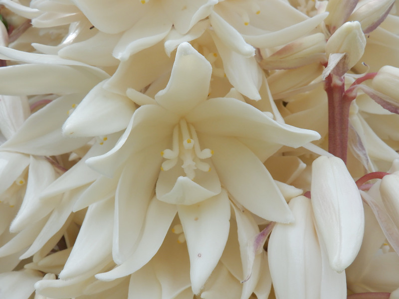 yucca-treculeana