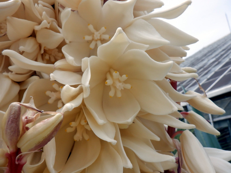 yucca-treculeana
