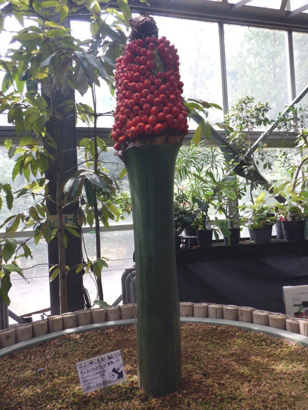 �C�������̉ʎ�
