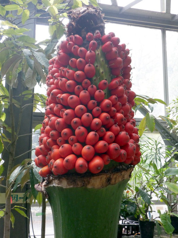�C�������̉ʎ�